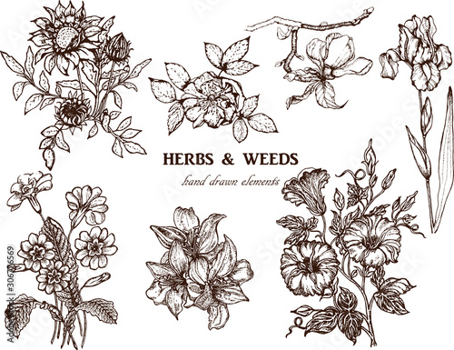 Hand drawn vector illustration set with branch, flowers.
