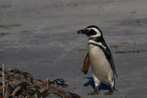 Magellanic Penguin (Spheniscus magellanicus) on the coast of Sea Lion Island in the Falkland Islands. © JeremyRichards