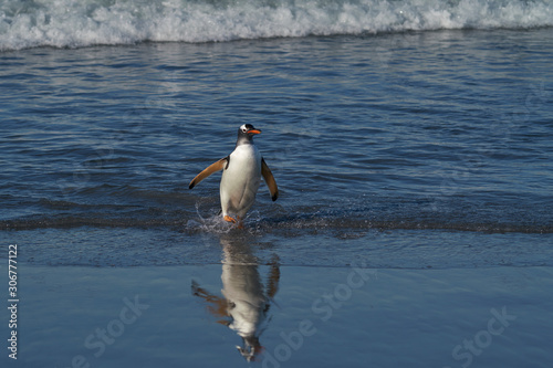 Gentoo Penguins  Pygoscelis papua  coming ashore after feeding at sea on Sea Lion Island in the Falkland Islands.