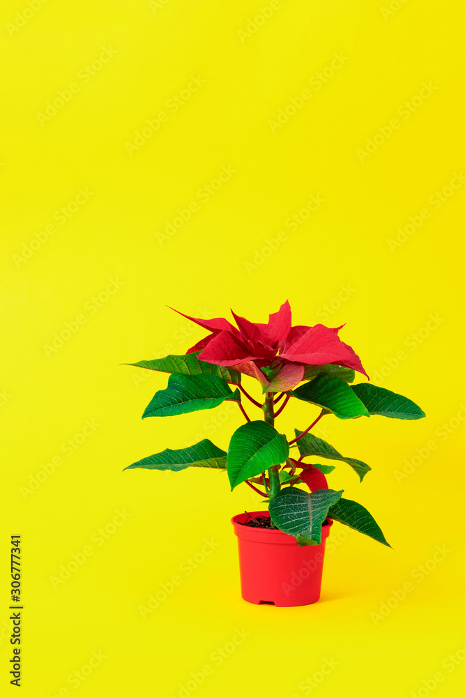 red poinsettia yellow background green leaves vase pot bush plant