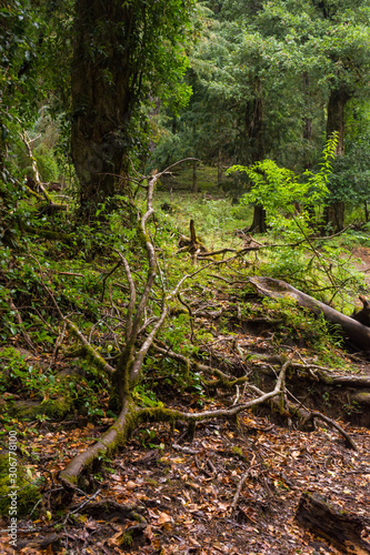 The valdivian rainforest  full with large ferns and native vegetation  very humid and green. View from the trail in  Los Lagos  circuit  the lakes hike  in Huerquehue National Park  Chile.