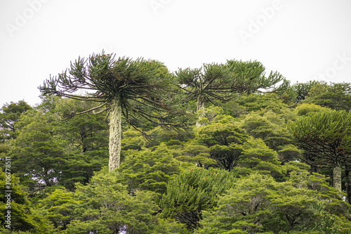 The valdivian rainforest, with ancient araucaria araucana, is a very humid and green environment. View from the trail in 