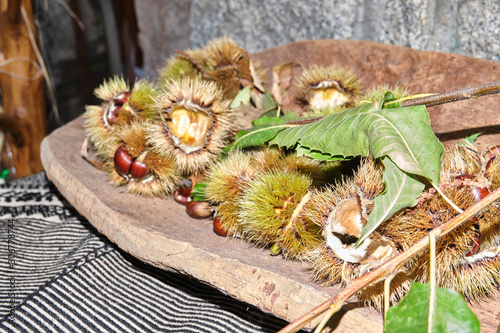 Roasted chestnut in autumn in Barbagia, Belvì, Sardinia, Italy photo