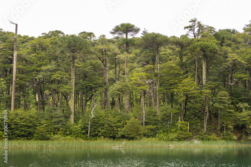 The valdivian rainforest, with ancient araucaria araucana, is a very humid and green environment. View from the trail in 