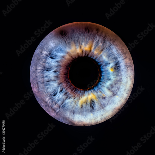 Closeup of an human eye