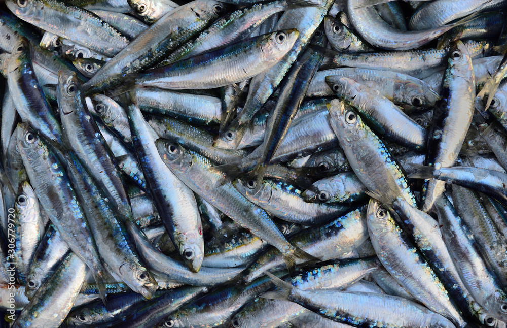 Background with freshly caught sardines for sale in the market Background with freshly caught sardines for sale in the market