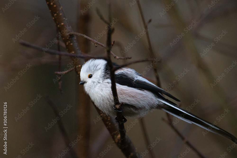 Long-tailed tit close up portrait Long-tailed tit close up portrait