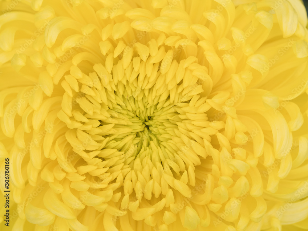 菊の花 菊の花