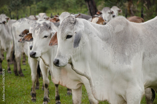 Cattle raising In Mato Grosso do Sul Brazil
