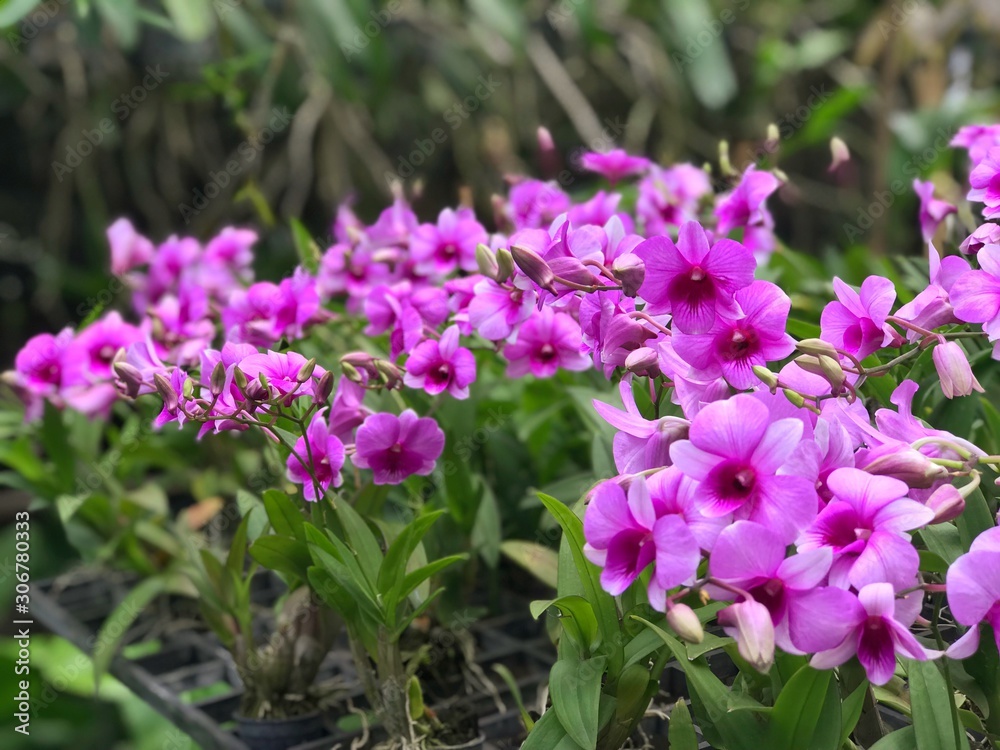 The purple orchids, Dendrobium, are blooming in the orchard farm. They  are found in various conditions like tropical and all year round plant.