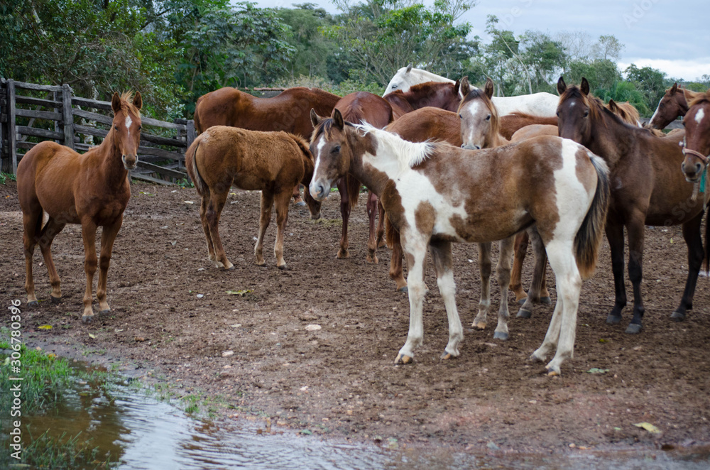 Horse breeding on the farm in Pantanal, Brazil. Horse breeding on the farm in Pantanal, Brazil.