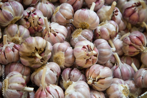 Pink garlic pile texture. Fresh garlic on market table closeup photo