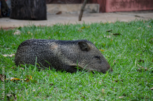 Collared peccary (Pecari tajacu) lying on the grass photo