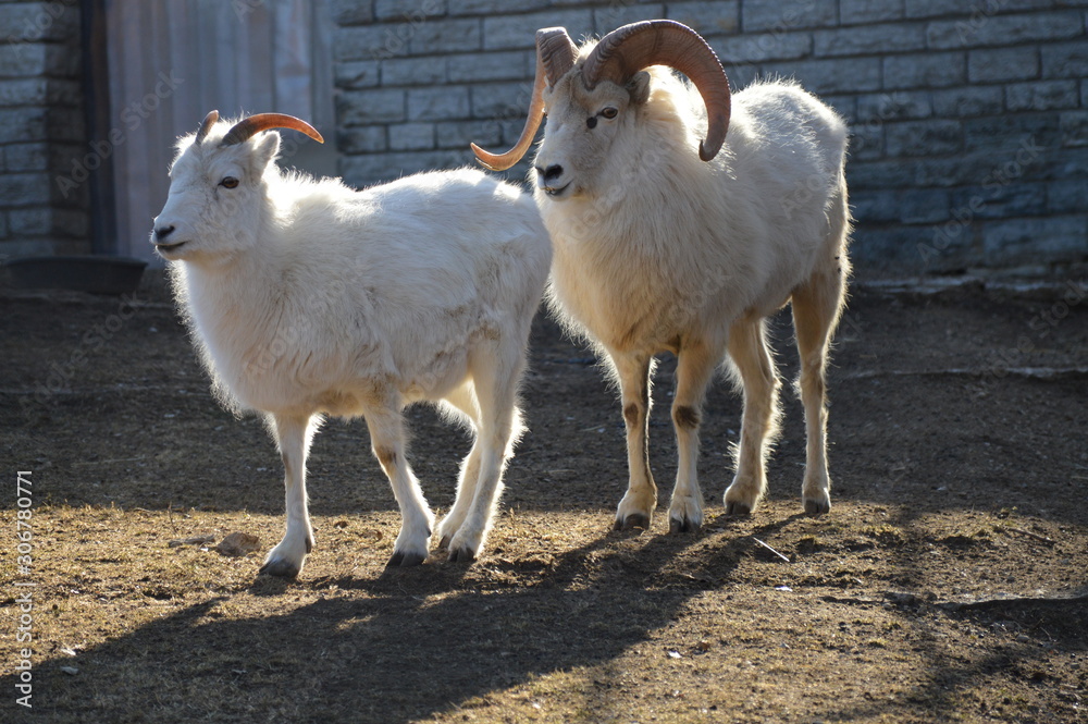 Dall sheep in the outdoors Dall sheep in the outdoors