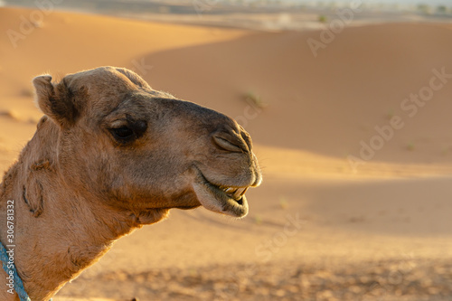 Camel head in the Sahara desert in Merzouga. Morocco