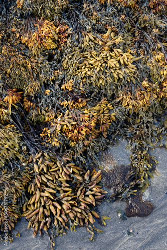 Bladder wrack seaweed growing on sandy shore and visible at low tide