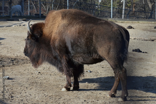 Bison in the outdoors during summer