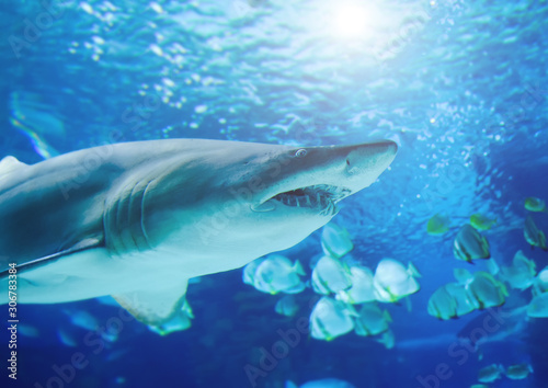 The great white shark in the big blue © Art_man