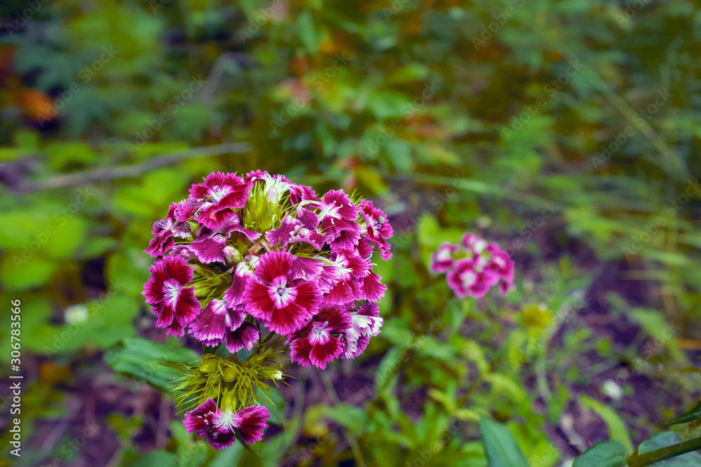 Wild carnation flowers on a blurry green background close-up. Wild carnation flowers on a blurry green background close-up.