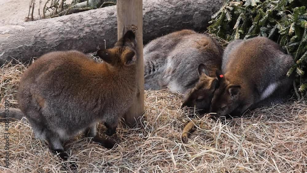Kangaroo nibbles on wooden post and two others sleep close to each other in hay Kangaroo nibbles on wooden post and two others sleep close to each other in hay