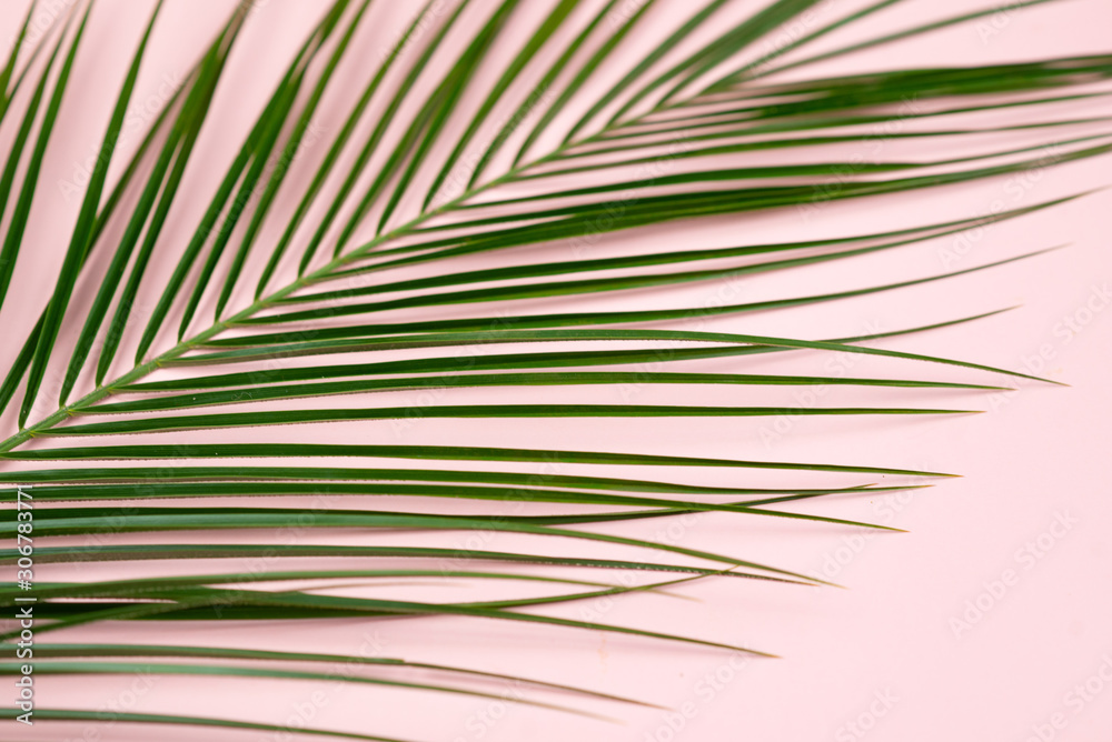 Obraz premium Tropical green palm leaves on pink background. Flat lay, top view