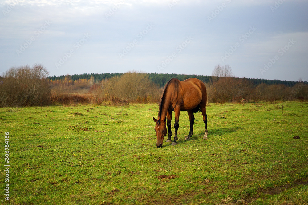 horse, animal, farm, grass, field, nature, horses,