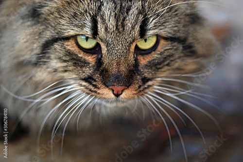 Photography portrait of fluffy wild cat
