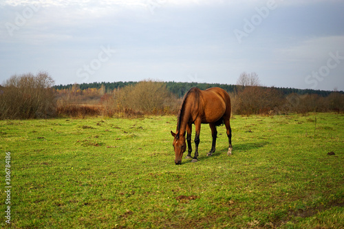 horse, animal, farm, grass, field, nature, horses,