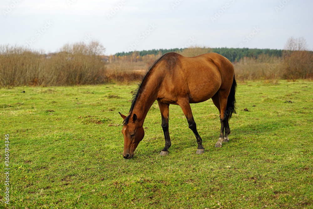 horse, animal, farm, grass, field, nature, horses, horse, animal, farm, grass, field, nature, horses,