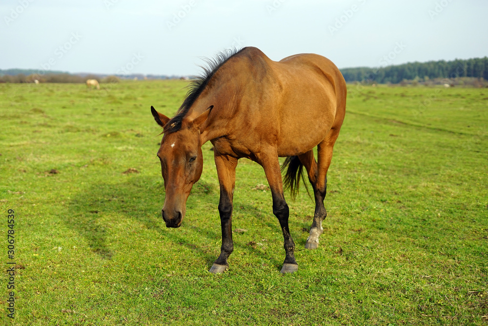 horse, animal, farm, grass, field, nature, horses,