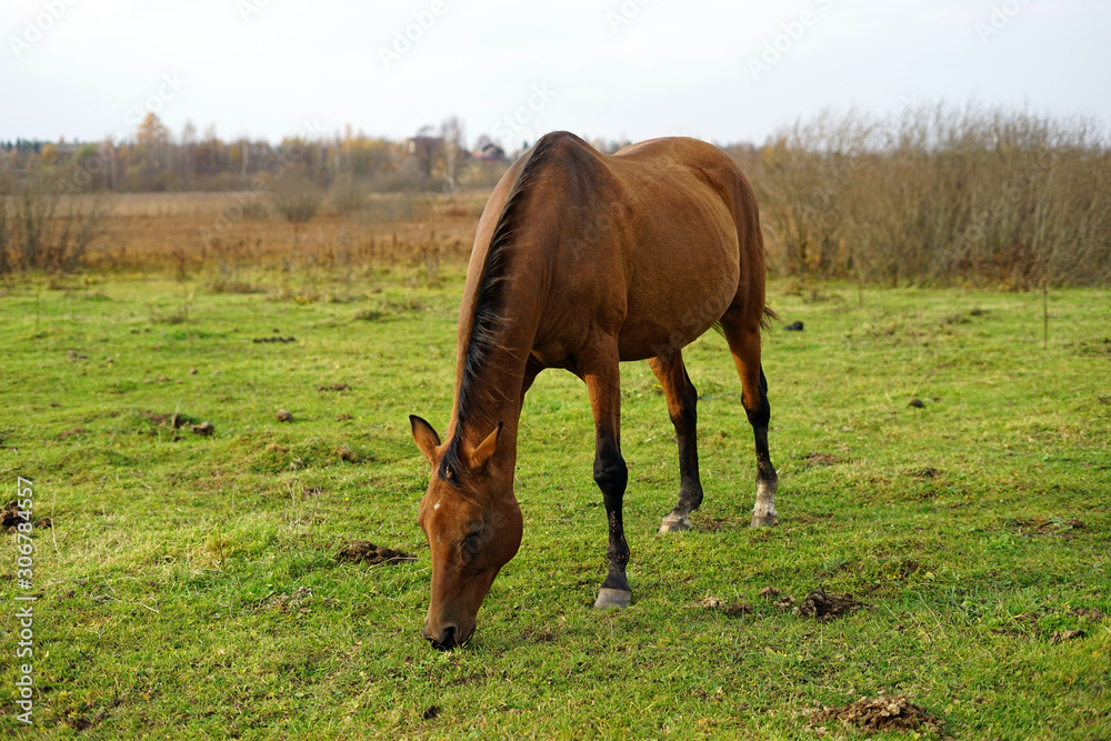 horse, animal, farm, grass, field, nature, horses, horse, animal, farm, grass, field, nature, horses,