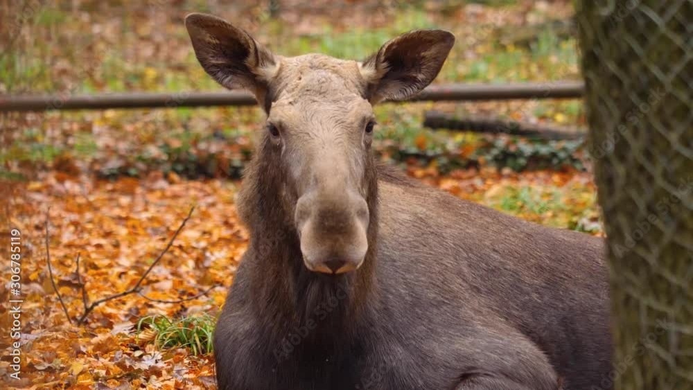 Close up of moose on sunny day in autumn. Looking into the camera and than turning to the right. Close up of moose on sunny day in autumn. Looking into the camera and than turning to the right.