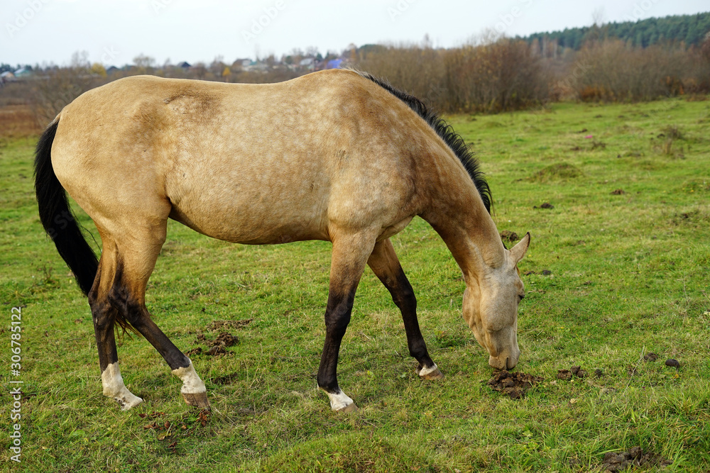 horse, animal, farm, grass, field, nature, horses, horse, animal, farm, grass, field, nature, horses,
