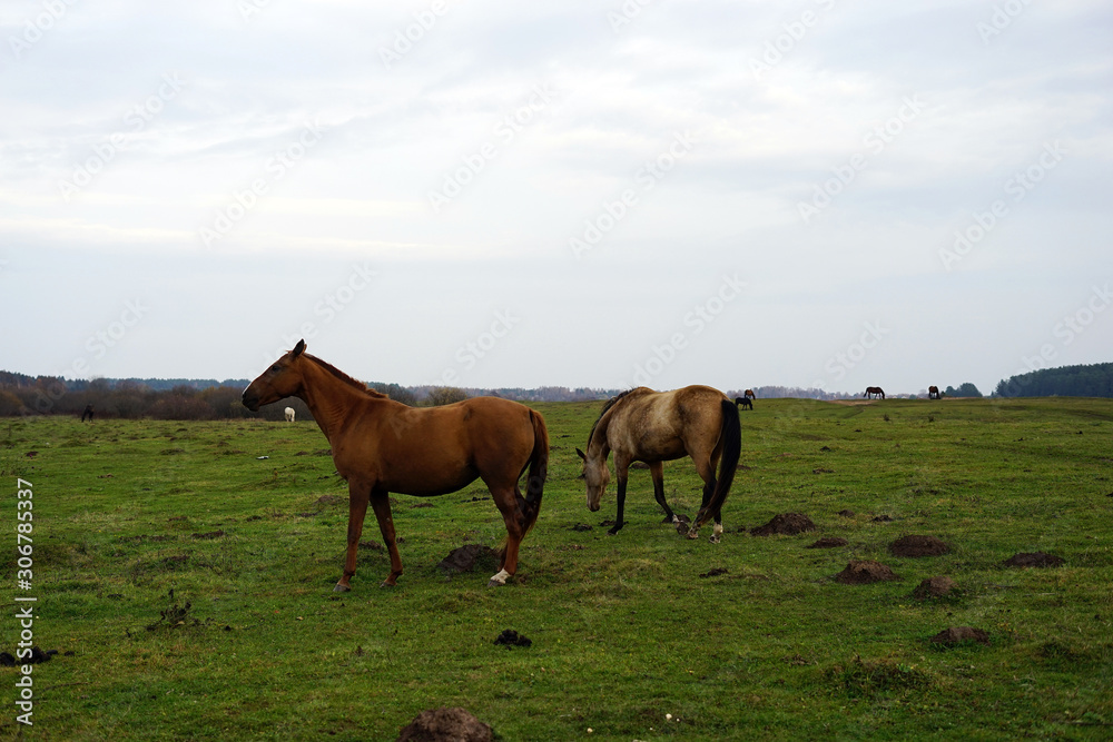 horse, animal, farm, grass, field, nature, horses, horse, animal, farm, grass, field, nature, horses,