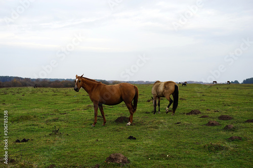 horse, animal, farm, grass, field, nature, horses, © mifidor