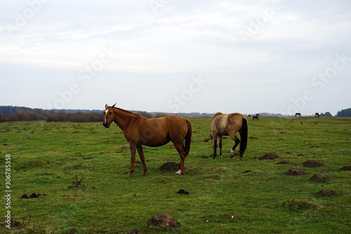 horse, animal, farm, grass, field, nature, horses,