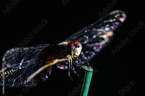dragonfly in the rain