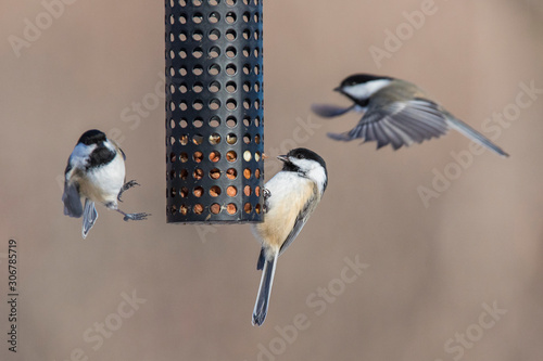 black-capped chickadee (Poecile atricapillus) at feeder in winter