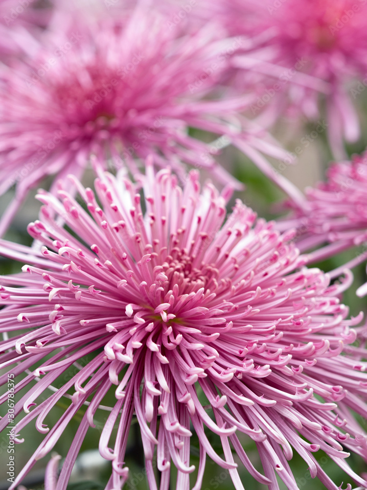 Obraz premium 菊の花 管物菊