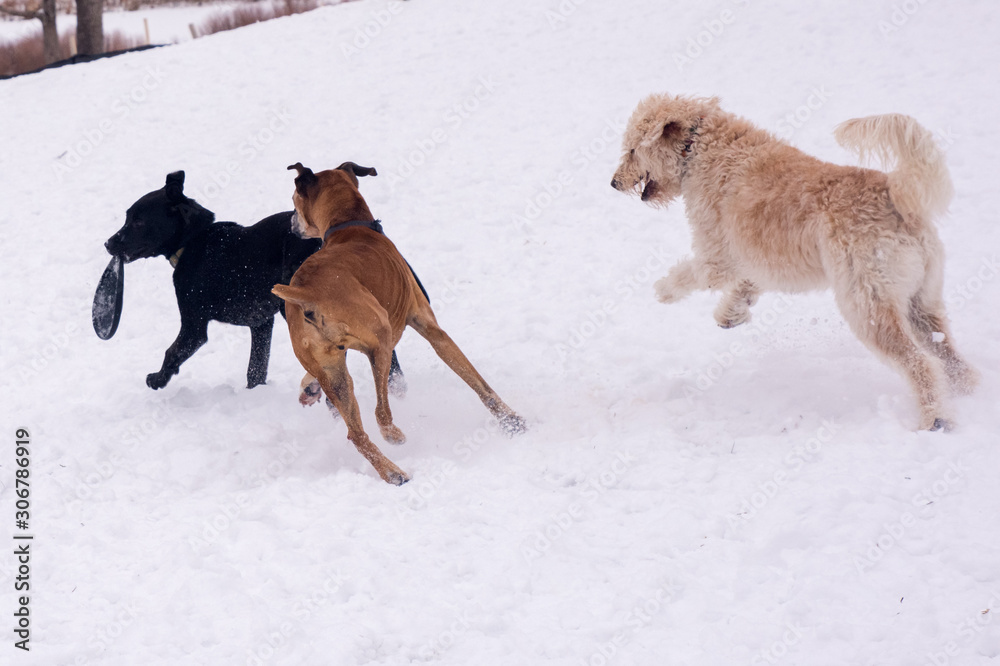 Dog Play Snow #2
