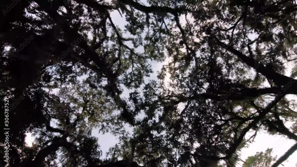 Wide angle, 4k, smooth cinematic tracking shot looking up at a southern and tropical forest canopy, complete with spanish moss. Perfect establishing shot for titles. Wide angle, 4k, smooth cinematic tracking shot looking up at a southern and tropical forest canopy, complete with spanish moss. Perfect establishing shot for titles.