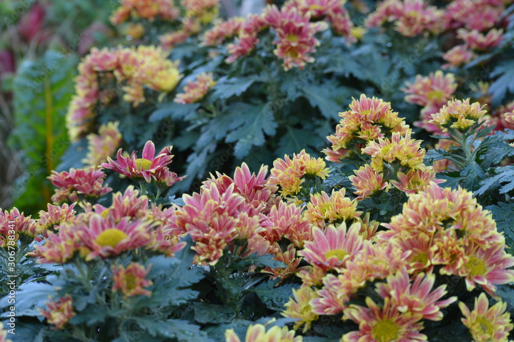 Chrysanthemum flowers in the garden Chrysanthemum flowers in the garden