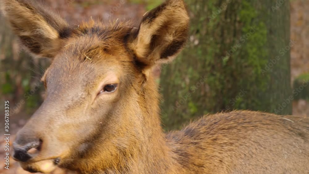 Close up of Altai-maral wapiti deer on sunny day in autumn. Turning head 180 degree. Close up of Altai-maral wapiti deer on sunny day in autumn. Turning head 180 degree.