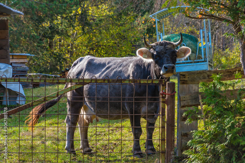 cow on farm