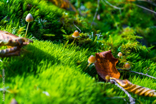 White brown wild mushrooms growing in the moss. photo