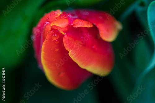 Rain drops on red with yellow tulip bud, close-up