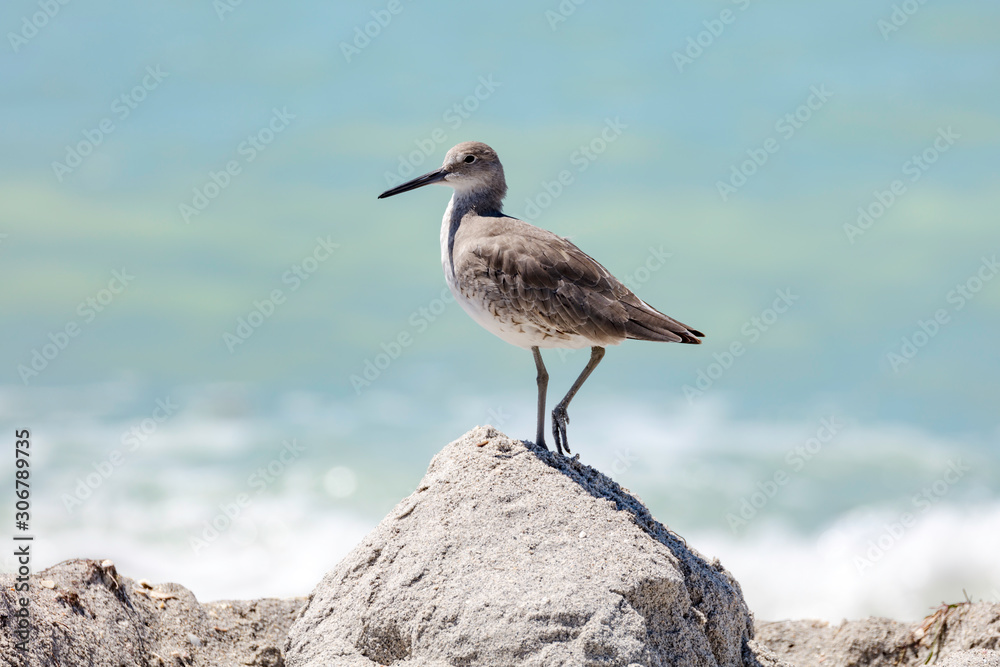 Long-billed dowitcher on a pile of sand, Florida, USA Long-billed dowitcher on a pile of sand, Florida, USA