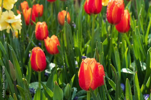 Red with yellow tulips  close-up