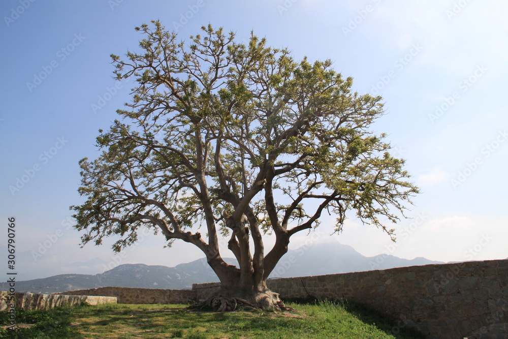 Calvi Calvi