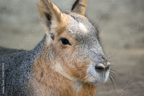 Close-up on the head of an intent-looking kangaroo